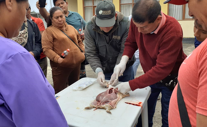 Breeders perform autopsies on guinea pigs to identify diseases